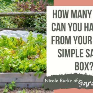 How Many Times Can You Harvest From Your Super Simple Salad Box?