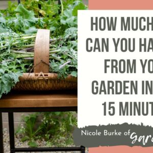 How Much Kale Can You Harvest From Your Garden in Just 15 Minutes?