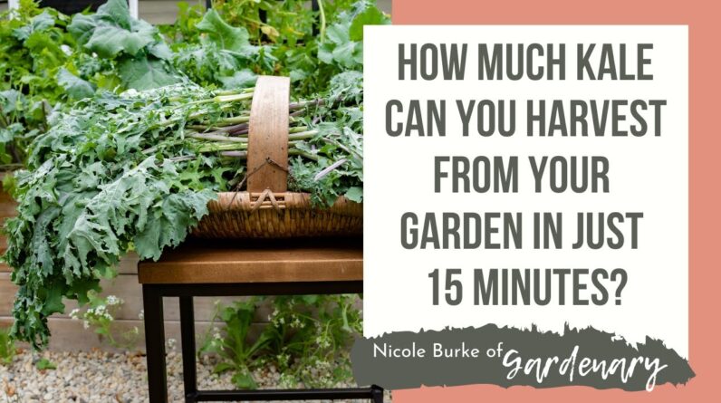 How Much Kale Can You Harvest From Your Garden in Just 15 Minutes?