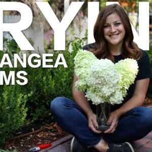 How to Dry Hydrangea Blooms