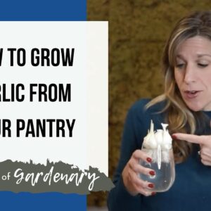 How To Grow Garlic (& Garlic Chives!) From Your Pantry