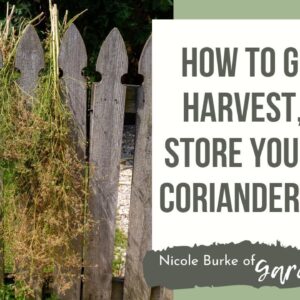 How to Grow, Harvest, and Store Your Own Coriander Seeds