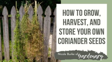How to Grow, Harvest, and Store Your Own Coriander Seeds