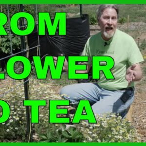 How to Harvest Chamomile and Make Chamomile Tea (Complete Guide)