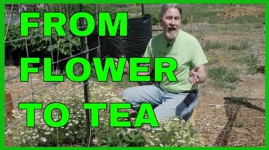 How to Harvest Chamomile and Make Chamomile Tea (Complete Guide)