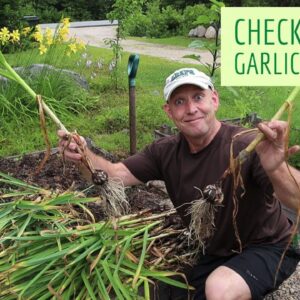 How to Harvest then Dry Your Garlic