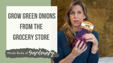 How to Regrow Green Onions