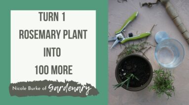 How to Turn 1 Rosemary Plant Into 100-Regrow Rosemary at Home