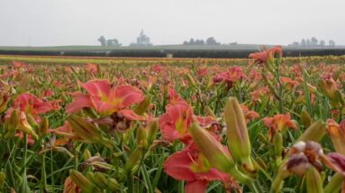 How We Produce Rainbow Rhythm Daylilies!