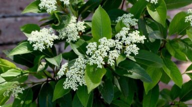 Lil' Ditty Viburnum