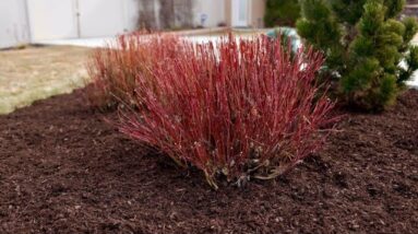 Moving Shrubs That Need More Room