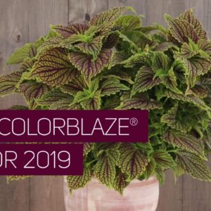 New ColorBlaze Coleus for Spring