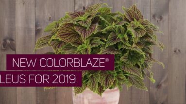 New ColorBlaze Coleus for Spring