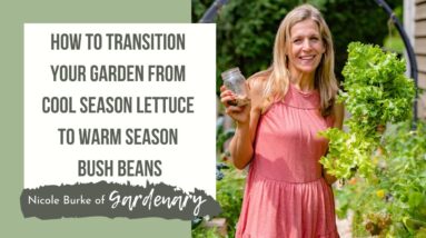 How to Transition Your Garden from Cool Season Lettuce to Warm Season Bush Beans