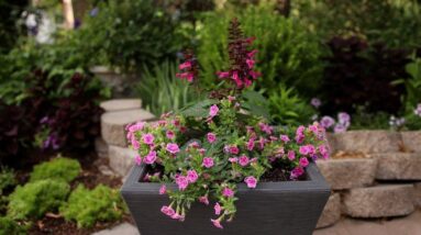 Pretty In Pink Container