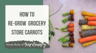 Re-Grow Carrot Tops from Grocery Store Scraps