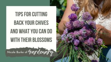 Tips for Cutting Back Your Chives and What You Can Do With Their Blossoms