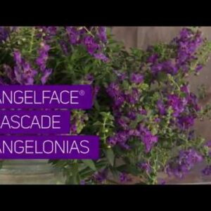 Take A Peek at our Angelface Cascade Angelonias!