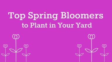 Ten Spring Blooming Shrubs for your Garden