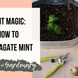 How To Successfully Propagate Mint and Enjoy the Magic of Mint Every Day!
