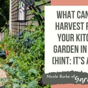What Can You Harvest From Your Kitchen Garden in July? (Hint: It's a Lot!)