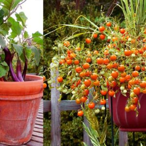 Creative Container Vegetable Gardening Ideas | Home Vegetable Garden
