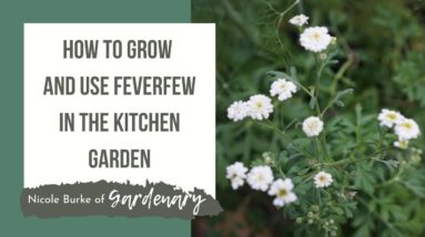 How to Grow and Use Feverfew in the Kitchen Garden