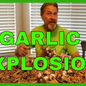 How to Make Garlic Powder from Fresh Cloves (Complete Tutorial)