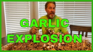 How to Make Garlic Powder from Fresh Cloves (Complete Tutorial)