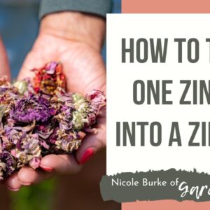 How to Turn One Zinnia into a Zillion