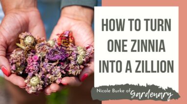 How to Turn One Zinnia into a Zillion