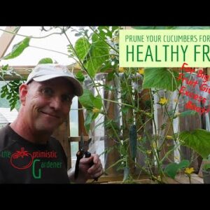 Prune Your Cucumbers for Strong Healthy Vines and Lots of Fruit