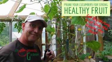 Prune Your Cucumbers for Strong Healthy Vines and Lots of Fruit