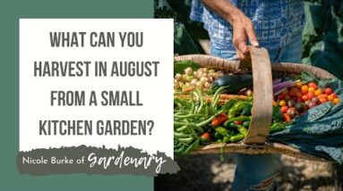 What Can You Harvest in August from a Small Kitchen Garden?