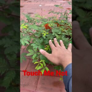 Touch Me Not Plant in A Pot