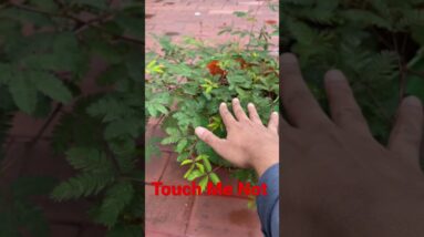 Touch Me Not Plant in A Pot