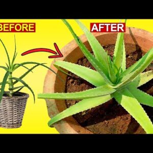 3 SECRETS TO GROW THICK FLESHY ALOE VERA LEAVES? | Aloe Vera Plant Hacks