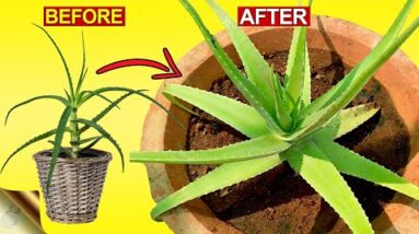 3 SECRETS TO GROW THICK FLESHY ALOE VERA LEAVES? | Aloe Vera Plant Hacks