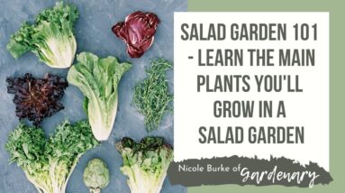 Salad Garden 101 - Learn the Main Plants You'll Grow in a Salad Garden
